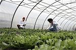 Horticulturists working in greenhouse