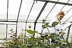 Horticulturist working in greenhouse