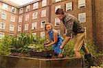 Couple with harvesting potatoes on council estate allotment