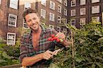 Mid adult man harvesting tomatoes on council estate allotment