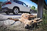 Dead deer on side of road, close-up