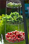 Fruits and mint in hanging baskets in garden