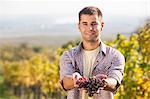 Grape harvest, young man showing grapes, Slavonia, Croatia