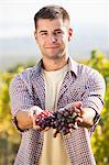 Grape harvest, Slavonia, Croatia