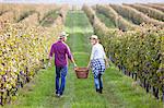Grape harvest, young couple carrying basket, Slavonia, Croatia