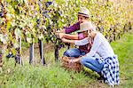 Grape harvest, Young couple picking grapes, Slavonia, Croatia