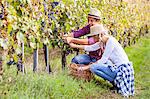 Grape harvest, Young couple picking grapes, Slavonia, Croatia