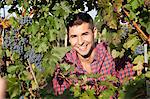 Grape harvest, portrait of young man, Slavonia, Croatia