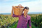 Grape harvest, young man carrying basket with grapes, Slavonia, Croatia