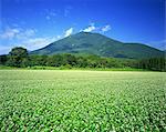 Mt. Kurohime And Buckwheat Field, Nagano, Japan