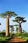 Baobab, Madagascar