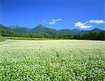 Mt. Yatsuga And Buckwheat Fields, Nagano, Japan