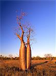 Baobab, Australia