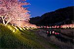 Cherry Blossoms Of Minami, Shizuoka, Japan