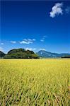 Mt. Ibuki, Shiga, Japan