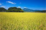 Mt. Ibuki, Shiga, Japan