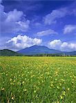 Daylily, Ozegahara, Gunma, Japan