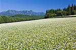 Flower Of Buckwheat And Togakushi Peaks, Nagano, Japan