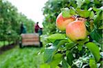 Apples on tree in foreground with farmers harvesting in background, Germany