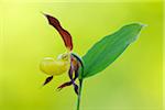 Lady´s Slipper Orchid (Cypripedium calceolus), Bavaria, Germany
