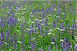 Meadow Clary (Salvia Pratensis) in Meadow, Dolomites, South Tyrol, Trentino-Alto Adige, Italy