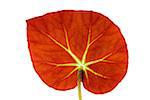 Close up of Begonia (Begonia erytrophylla) Leaf on White Background, Studio Shot