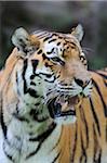 Portrait of Siberian Tiger (Panthera tigris altaica) in Zoo, Nuremberg, Bavaria, Germany