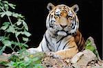 Portrait of Siberian Tiger (Panthera tigris altaica) in Zoo, Nuremberg, Bavaria, Germany