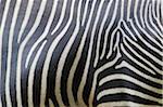 Close-up of Grevy's Zebra (Equus grevyi) Stripes in Zoo, Nuremberg, Bavaria, Germany