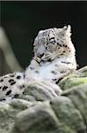 Portrait of Snow Leopard (Panthera unica) in Zoo, Nuremberg, Bavaria, Germany