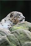 Portrait of Snow Leopard (Panthera unica) in Zoo, Nuremberg, Bavaria, Germany