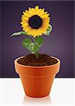 sunflower in small garden pot.