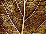 Macro photo of dry  leaf of a plant, brown and dry.