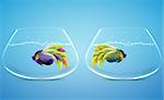 two angelfish in two bowls in difference way