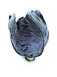 Fresh red cabbage vegetable on white background