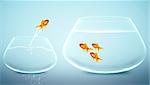 goldfish jumping into bigger fishbowl.
