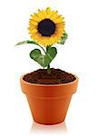 sunflower in clay pot isolated on white background.