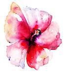 Red Hibiscus flower,watercolor painting