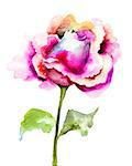 Beautiful Rose flower, watercolor illustration