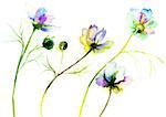 Beautiful wild flowers, Watercolor painting