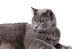 Young adult british shorthair cat with green eyes, portrait white background