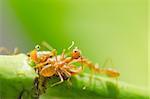 Red ant and aphid on the leaf in the nature