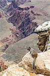 Unusual Grand Canyon view with a groud squirrel on foreground