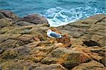 Seagull On The Rock In Front Of The Black Sea