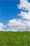 This unique abstract image shows a hedge of tropical vegetation plants and some blue sky along with clouds. This is a great image for copyspace and design purposes.
