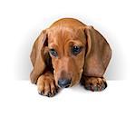 cute Dachshund Puppy with white banner for text / copy space / Isolated