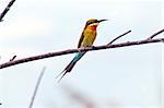 A bee-eater (bird) sitting on a branch.