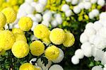 combination of colorful blooming chrysanthemums