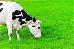 cow on the chain chews grass on a green meadow