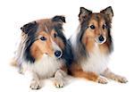 portrait of  purebred shetland dogs in front of white background